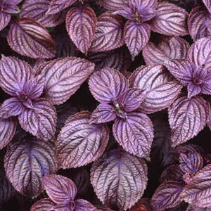 Perilla Frutescens 50 Seeds, Edible Shiso Beefsteak Herb Vegetable Garden