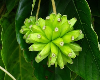 Camptotheca Acuminata 10 Seeds, The Happy Tree, Tree Of Life Herb