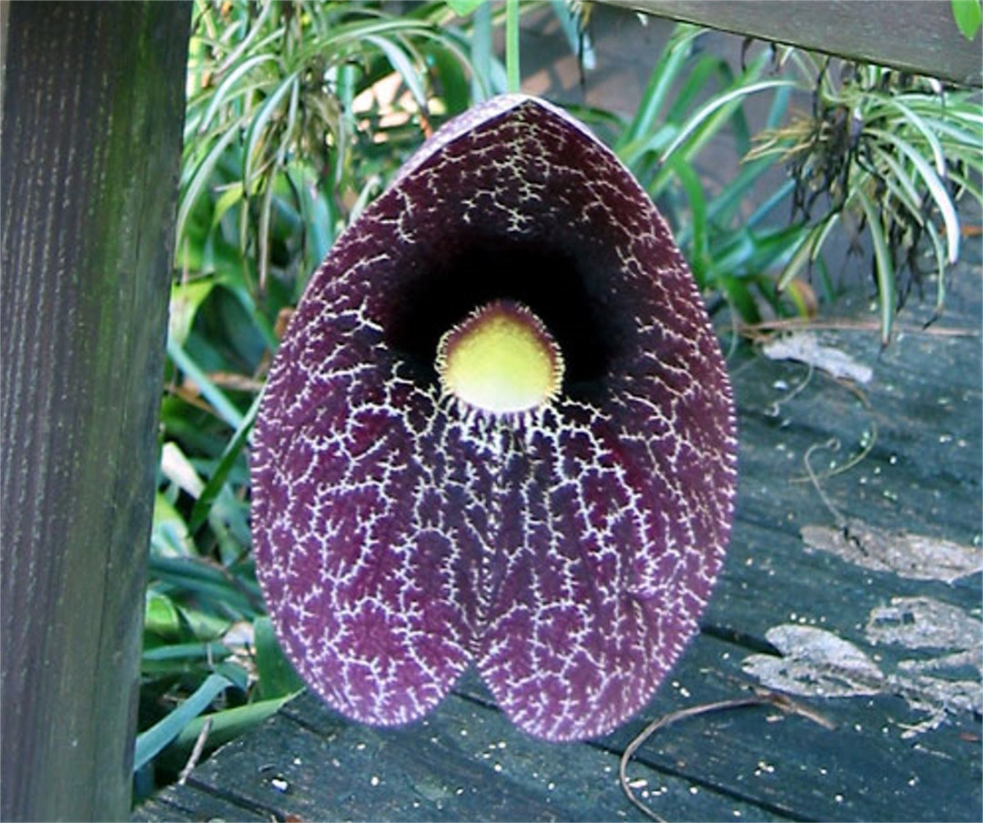 Aristolochia Littoralis Vine, 10 Seeds Calico Flower, Elegans