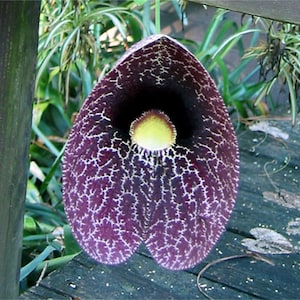Aristolochia Littoralis Vine, 10 Seeds Calico Flower, Elegans Dutchman&#39;s Pipe, Attracts Garden Butterflies