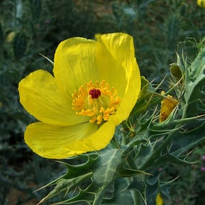 Argemone Mexicana 25 Seeds, Mexican Yellow Prickly Poppy Perennial Herb image 1