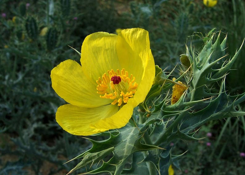 Argemone Mexicana 25 Seeds, Mexican Yellow Prickly Poppy Perennial Herb image 1