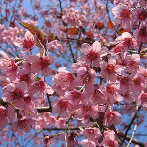 Prunus Cerasoides Puddum 20 Seeds, Wild Himalayan Cherry Fruit Tree, Bonsai image 2