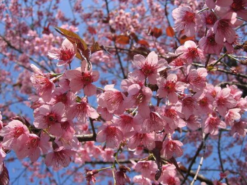 Prunus Cerasoides Puddum 20 Seeds, Wild Himalayan Cherry Fruit Tree, Bonsai image 2