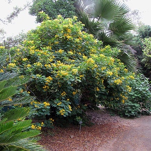 Cassia Glauca 20 Seeds, Scrambled Egg Shrub Tree Bush Senna Surattensis image 4