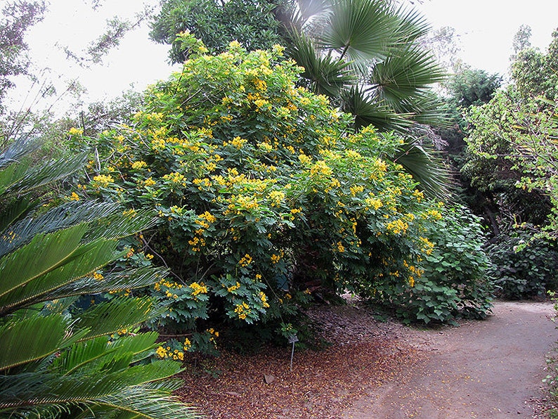 Cassia Glauca 20 Seeds, Scrambled Egg Shrub Tree Bush Senna Surattensis image 4