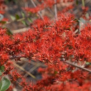 Combretum Microphyllum, Burning Garden Bush or The Flame Creeper Shrub, 5 Seeds image 3