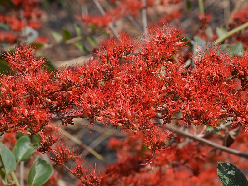 Combretum Microphyllum, Burning Garden Bush or The Flame Creeper Shrub, 5 Seeds image 3