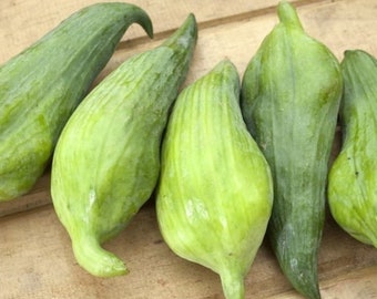 Cyclanthera Pedata 10 Seeds, Edible Fruit Vine, Caigua Slipper Gourd Vegetable Climbing Creeper