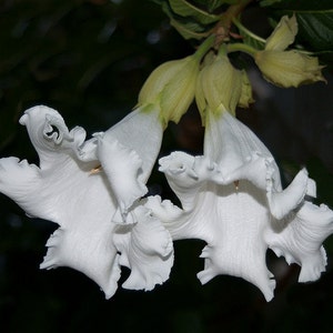 Beaumontia Grandiflora Vine 10 Seeds, Fragrant Easter Lily, Evergreen Heralds Trumpet, Garden Flowers image 2