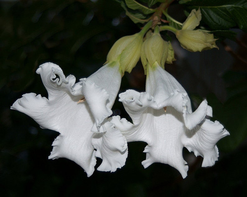 Beaumontia Grandiflora Vine 10 Seeds, Fragrant Easter Lily, Evergreen Heralds Trumpet, Garden Flowers image 2