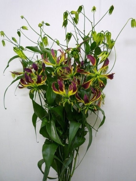 Gloriosa Carsonii Glory Vine 8 Seeds, Climbing Flame Lily, Bulb Type  Flowering Garden Plants - Etsy