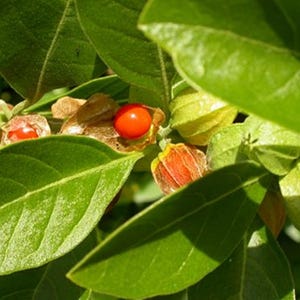 Withania Somnifera 50 Seeds, Indian Ginseng, Ashwagandha Garden Perennial Herb Shrub