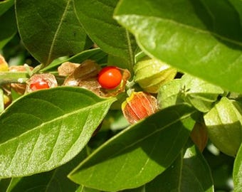 Withania Somnifera 50 Seeds, Indian Ginseng, Ashwagandha Garden Perennial Herb Shrub