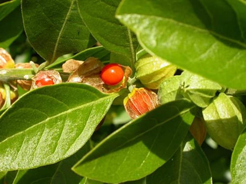May include: Close-up of a green plant with small, bright red berries and yellow-green seed pods. The plant has large, green leaves.