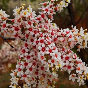 Xanthoceras Sorbifolium 5 Seeds, Hardy Yellowhorn Stunning Shrub or Small Garden Tree