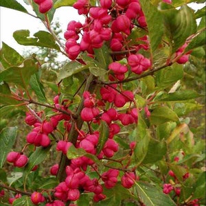 Euonymus Europaea Tree or Shrub 15 Seeds Ornamental Cold Hardy European Spindle image 3