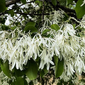 Chionanthus Retusus 10 Seeds, Flowering Chinese Fringe Tree, Bonsai image 1