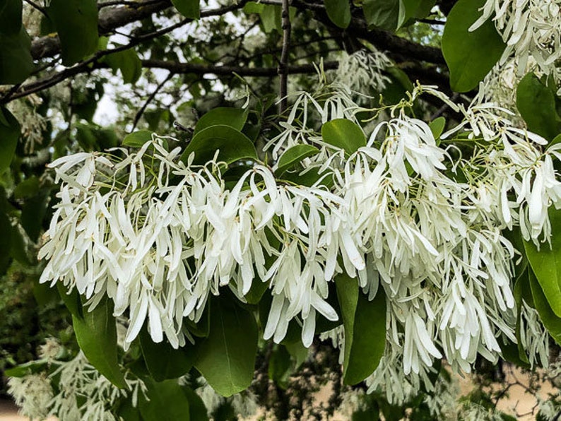 Chionanthus Retusus 10 Seeds, Flowering Chinese Fringe Tree, Bonsai image 1