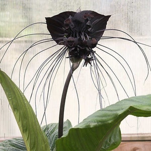 Tacca Chantrieri 10 Seeds, The Black Bat Flower, Garden Landscape Plants