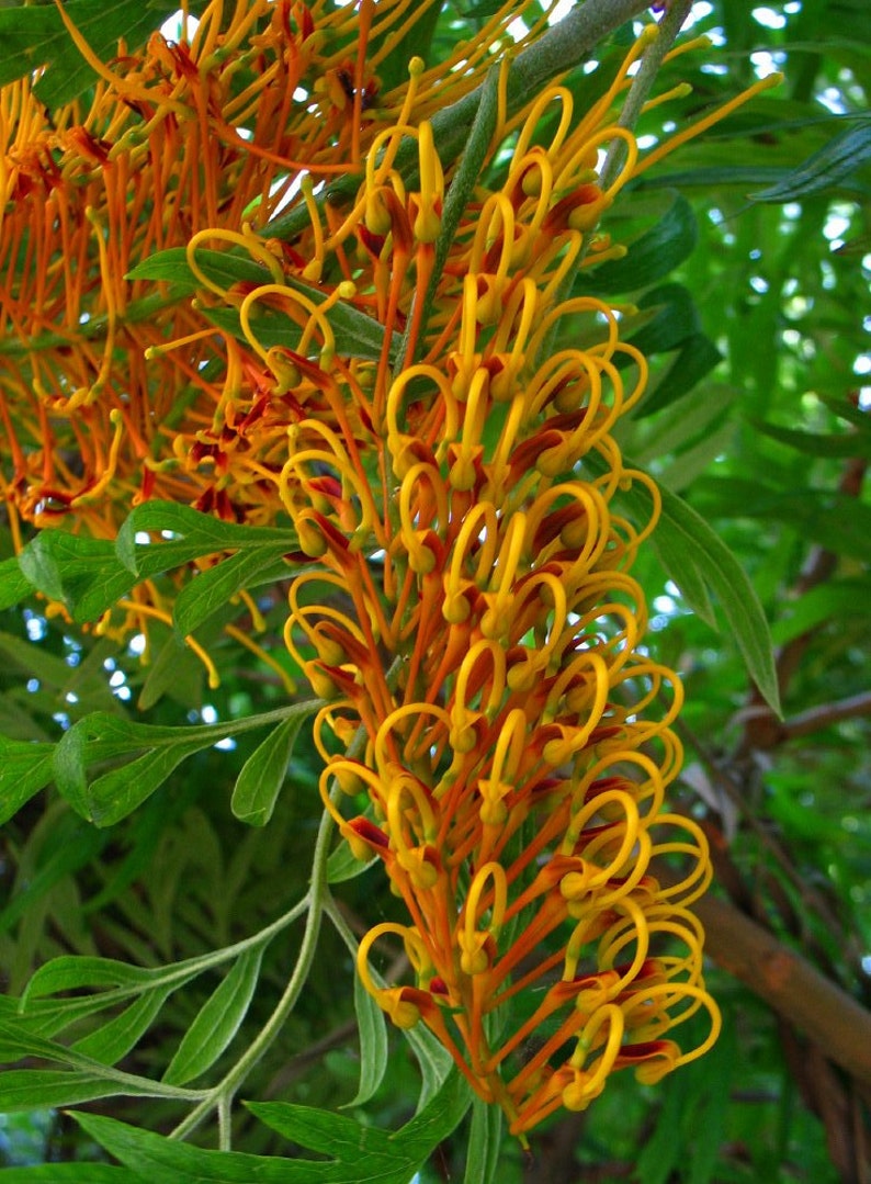 Grevillea Robusta, Southern Silky Oak, Australian Silver Oak Flowering Tree 10 Seeds, Garden Evergreen Landscape image 2