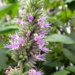 May include: Close-up of a flowering plant with a central stalk and multiple clusters of small, light purple flowers. The plant has green leaves and buds, with a blurred green background.