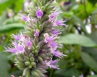 Pogostemon Cablin .5 Gram Seeds, Fragrant Patchouli Perennial Herb Garden Plant