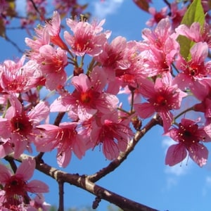 Prunus Cerasoides Puddum 20 Seeds, Wild Himalayan Cherry Fruit Tree, Bonsai