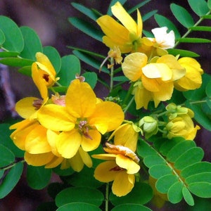 Cassia Glauca 20 Seeds, Scrambled Egg Shrub Tree Bush Senna Surattensis image 5