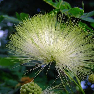 Albizia Lebbeck Tree 10 Seeds, Very Fragrant Indian Siris, Woman&#39;s Tongue, Silk Tree