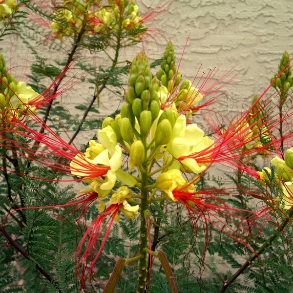 Caesalpinia Gilliesii Dwarf Shrub Tree, Yellow Bird of Paradise 10 Seeds