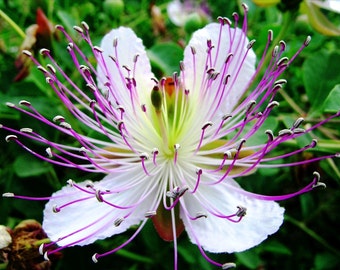 Capparis Spinosa, Edible Caper Bush, Flinders Rose Shrub 20 Seeds Garden Flowers