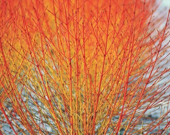 Cornus Sanguinea 20 Seeds, Dogwood Midwinter Fire Bush, Cold Hardy Winter Flame Shrub