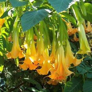 Brugmansia Pumpkin Yellow 5 Seeds, Angel Trumpet Shrub Sm Tree