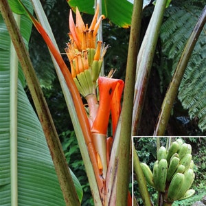 Musa Aurantiaca Var. Jengingensis 5 Seeds, Rare Dwarf Ornamental Banana image 1