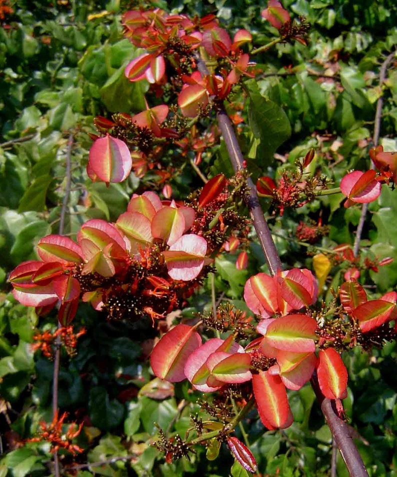 Combretum Microphyllum, Burning Garden Bush or The Flame Creeper Shrub, 5 Seeds image 4