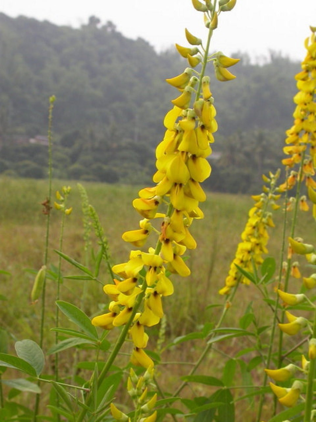 Crotalaria Pallida 50 Seeds Smooth Rattlebox Rattlepod Perennial Garden Herb Wildflowers Etsy