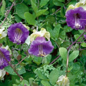 Cobaea Scandens Vine 10 Seeds, Garden Plants, Cathedral Bells, Cup & Saucer Climber image 1