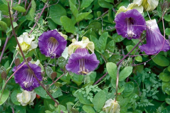 Cobaea Scandens Vine 10 Seeds Garden Plants Cathedral Bells Etsy