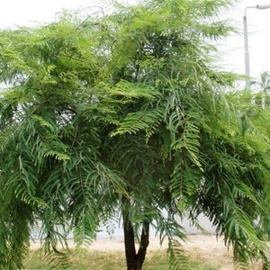 Phyllanthus Emblica Tree 15 Seeds, Indian Gooseberry, Edible Amla Fruit ...