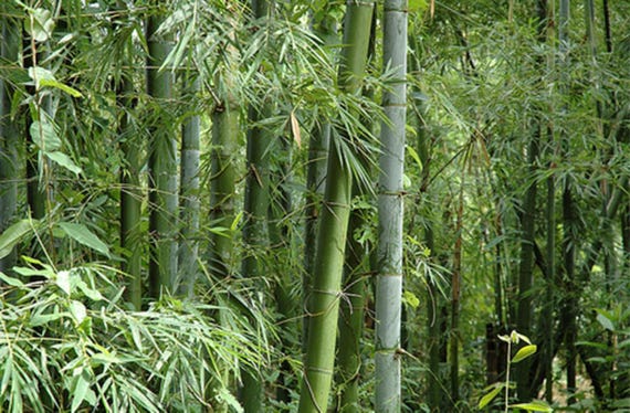 Bambusa bambos 15 Seeds, Giant Indian Thorny Bamboo, Garden Clumping  Bambusa arundinacea