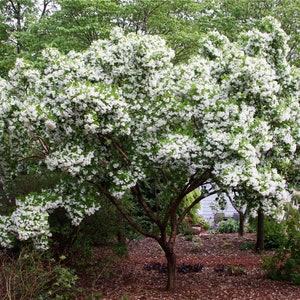 Chionanthus Retusus 10 Seeds, Flowering Chinese Fringe Tree, Bonsai image 2