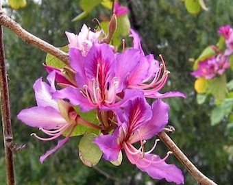 May include: Close-up of pink and purple flowers blooming on a branch. The flowers have delicate petals and long, thin stamens.