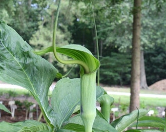 Arisaema tortuosum 5 Seeds, Hardy Whipcord Jack-in-the-Pulpit, Cobra Lily Garden Plant