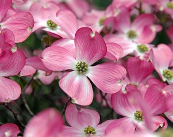 Cornus Florida Rubra Tree 10 Seeds, Pink Flowering Hardy Native Dogwood