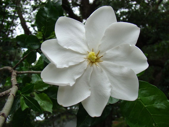 Plants Seeds Bulbs Gardenia Thunbergia 10 Seeds Shrub Plants Or Small Tree Fragrant Wild Gardenia Garden Patio Sheengenie Com
