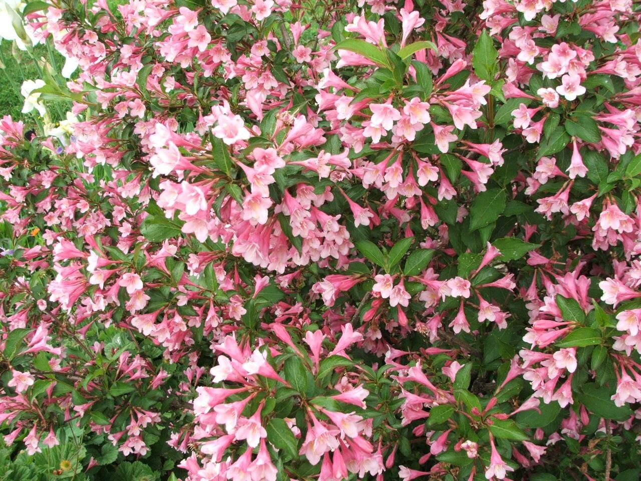 Weigela Florida Shrub Bush Seeds Hummingbirds Old Fashioned Etsy Canada