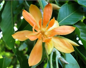 Michelia Champaca Magnolia Tree Shrub 10 Seeds, Fragrant Perfume JOY Champak
