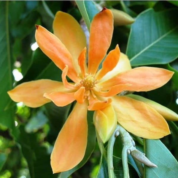 Michelia Champaca Magnolia Tree Shrub 10 Seeds, Fragrant Perfume JOY Champak