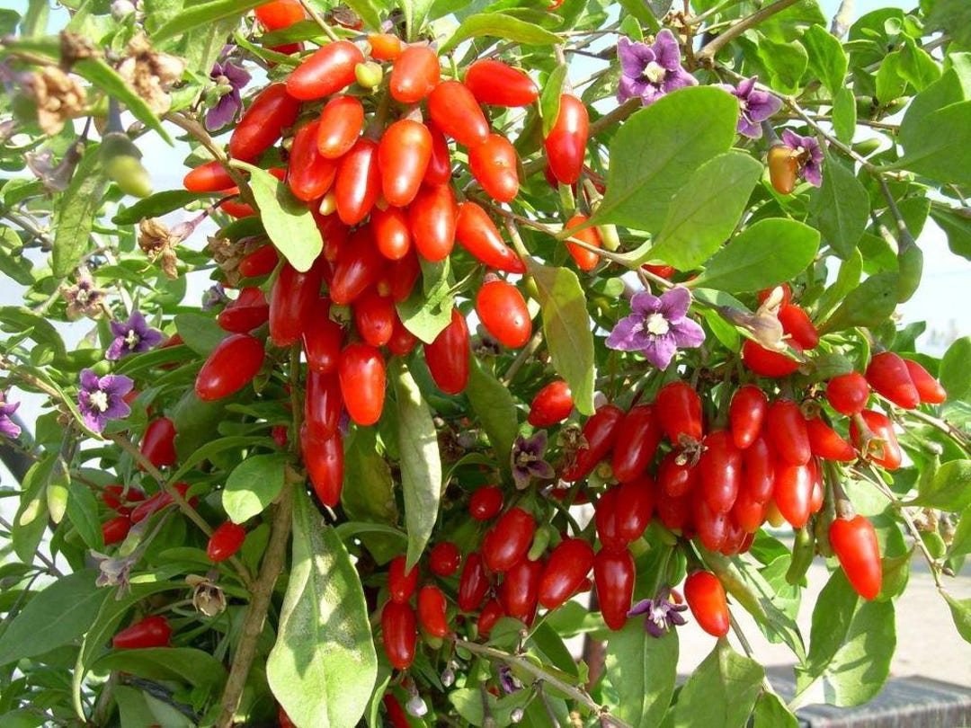 Lycium Barbarum .5 (half) Gram of Seeds, Goji Berry Wolfberry Fruit ...